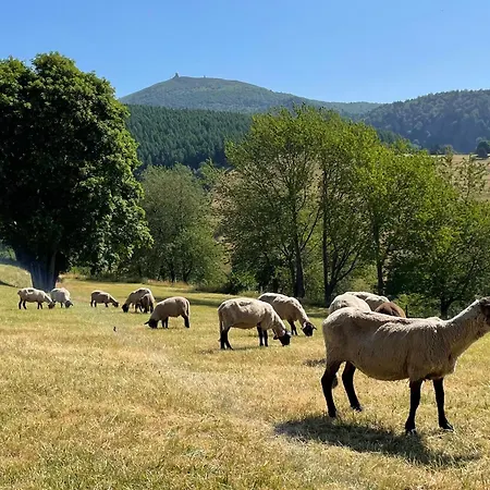 Chamois Rouge * Geishouse